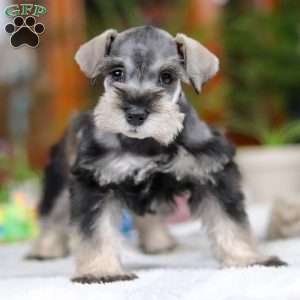 Griffin, Miniature Schnauzer Puppy